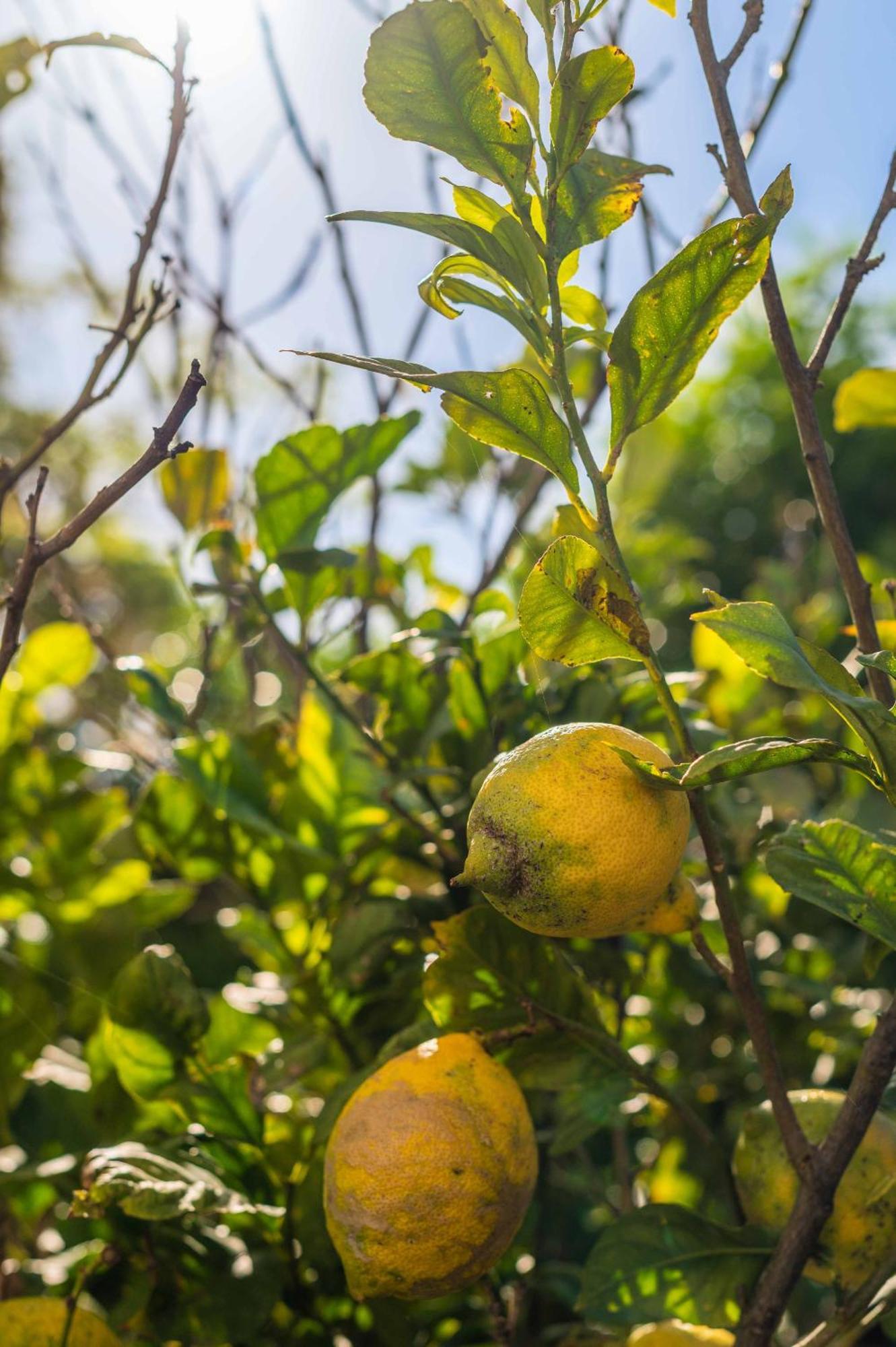 Lemon House - 400M From The Beach - Wifi البوفيرا المظهر الخارجي الصورة